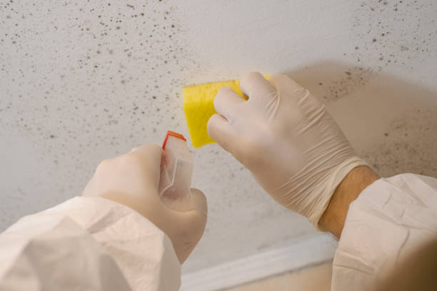 Professional Mold Inspection, Removal & Remediation in Hemby Bridge, NC